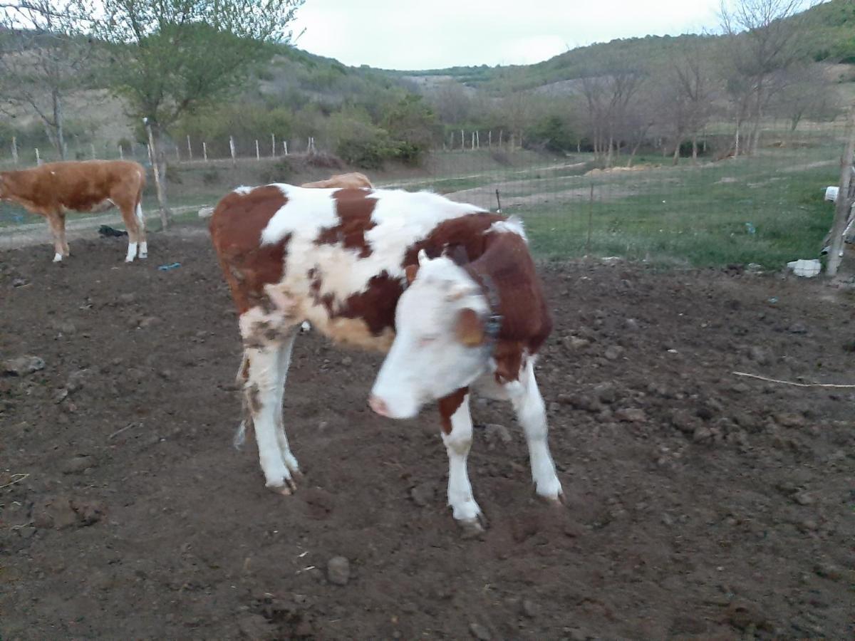 Pensiunea Agroturistica Green Odoba Sătuc Εξωτερικό φωτογραφία