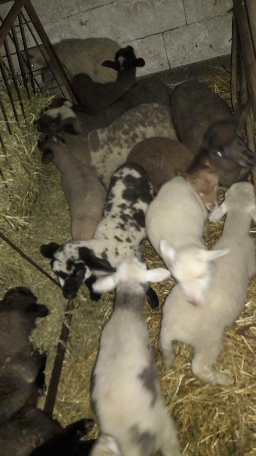 Pensiunea Agroturistica Green Odoba Sătuc Εξωτερικό φωτογραφία