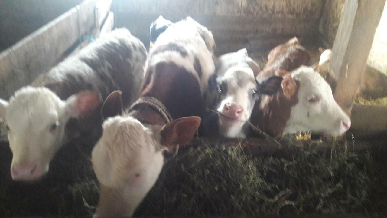 Pensiunea Agroturistica Green Odoba Sătuc Εξωτερικό φωτογραφία